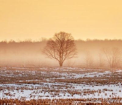 Ground Fog Beyond Lone Tree Beyond Winter Cornfield DSCN50423