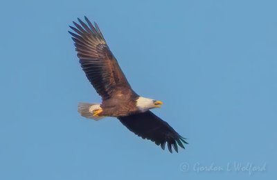 Bald Eagle In Flight DSCN51358