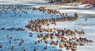 Migrating Geese Stopover DSCN51253