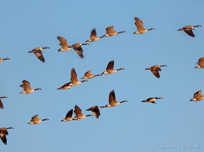 Three Shot Bracket Of Geese In Flight DSCN51495-7