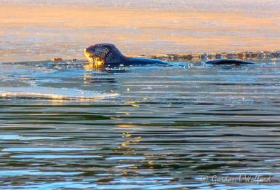 Otter Beside Ice DSCN51756