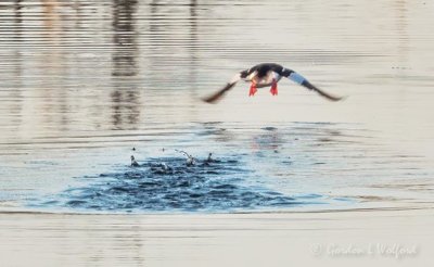 Bufflehead Duck Flying Away DSCN52121