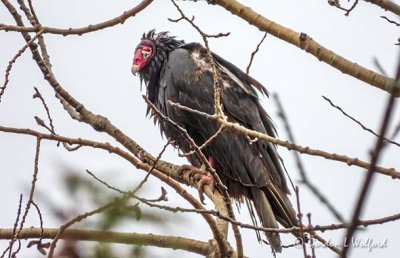 Scruffy Turkey Vulture DSCN52248