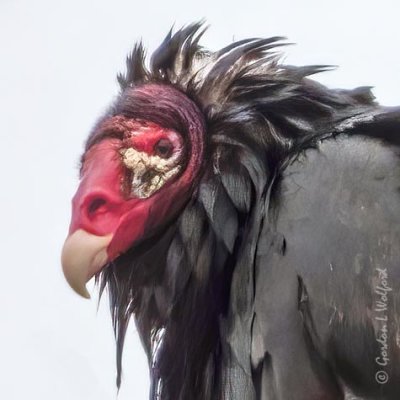Scruffy Turkey Vulture Head DSCN52248 (crop)