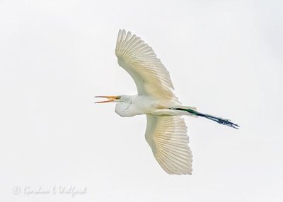 Croaking Great Egret In Flight 46088