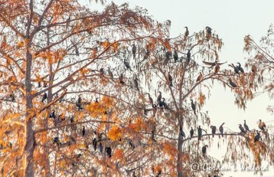 Cormorant Roost 25627