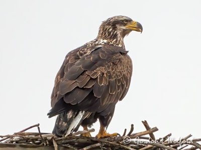 Young Bald Eagle On An Osprey Nest DSCN52462