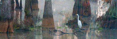 Great Egret At Lake Martin 26594 (panorama)