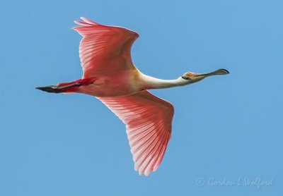 Roseate Spoonbill In Flight 45955