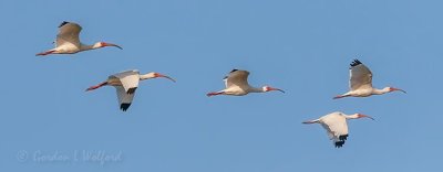 White Ibises In Flight 45592