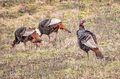 Wild Turkeys DSCN52453