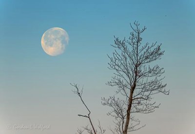 Moon & Budding Tree DSCN52514