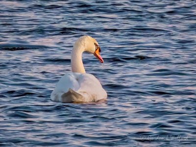 Mute Swan In Wind Roughened Water DSCN52661