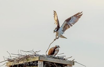 Osprey Delivering Nest Material DSCN52936