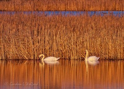 Two Mute Swans Beside River Grass At Sunrise DSCN53564