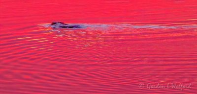 Swimming Beaver In Reflected Sunrise Color DSCN53298