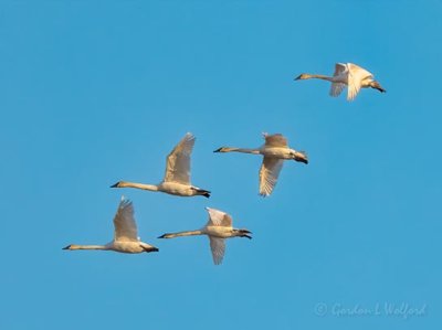 Five Trumpeter Swans In Flight DSCN53646