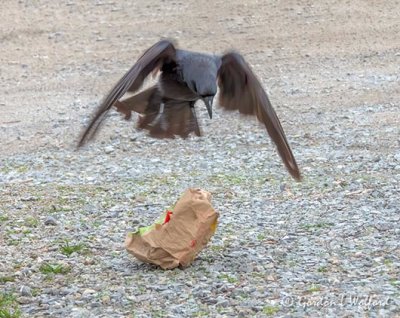 Crow Attacking A McDonald's Bag DSCN54211