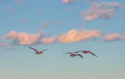 Three Geese In Flight DSCN54275