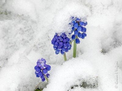 Grape Hyacinths In Snow DSCN54989