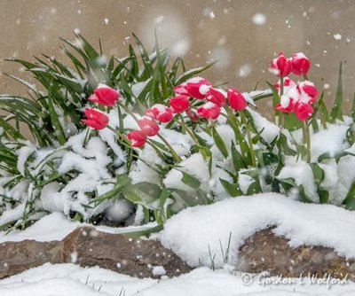 Red Tulips In 20210421 Snowfall DSCN55049-51