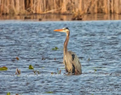 Great Blue Heron In The Swale DSCN55100