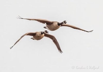 Two Geese In Flight DSCN55675