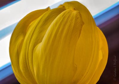 Yellow Tulip DSCN55768