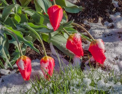 Snowy Red Tulips DSCN56073