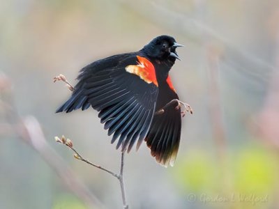 Red-winged Blackbird Calling DSCN55941