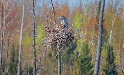 Great Blue Heron In A Nest DSCN57592
