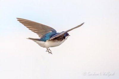 Tree Swallow In Flight DSCN57525