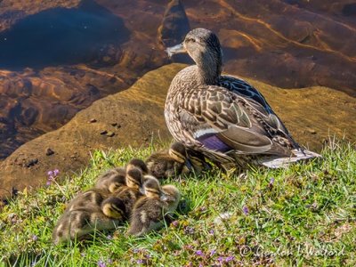 Mama Mallard & Her Eight Ducklings DSCN58262