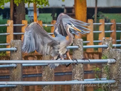 Heron Landing On A Canal Fence DSCN58404