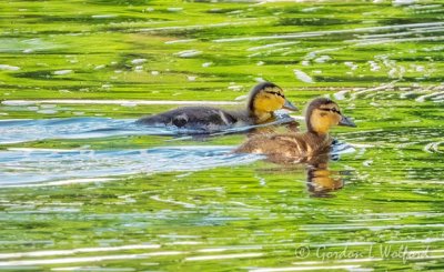 Two Mallard Ducklings Swimming DSCN59084