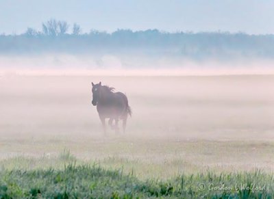 Horse Running In Ground Fog P1600015