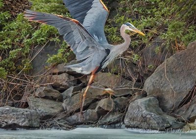 Heron Jumping Rocks DSCN59267