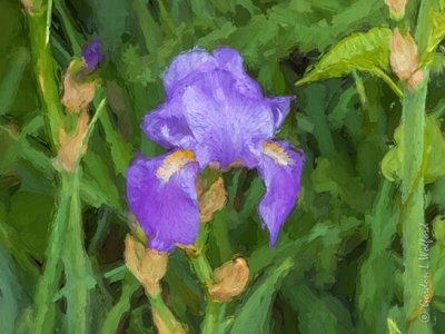 Purple Iris DSCN59284 (art)