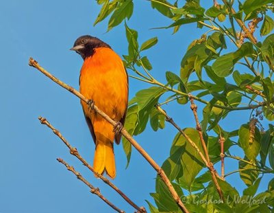 Male Baltimore Oriole DSCN59793