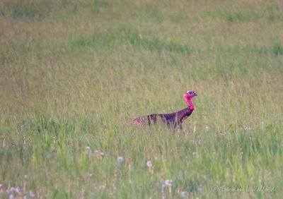 Wild Turkey In Tall Grass DSCN59772