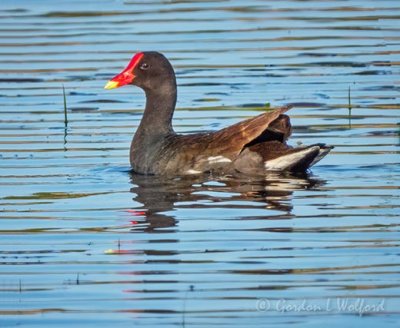 Gallinule In The Swale DSCN60012