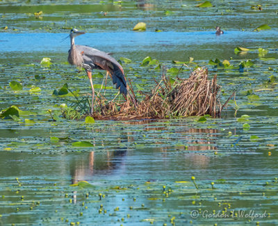 Heron Stretching A Wing And Leg DSCN60060.2