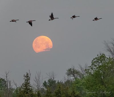 Geese Flying Over The 2021 Flower Full Moon DSCN60305.25