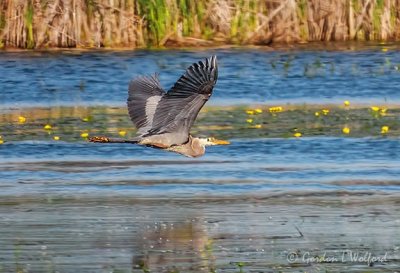 Great Blue Heron In Flight DSCN60689