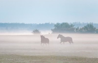 Two Horses Running In Ground Fog P1600010.3