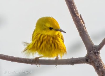 Ruffled Yellow Warbler DSCN62266