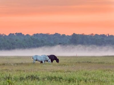 Mist Beyond Grazing Horses At Sunrise DSCN63377