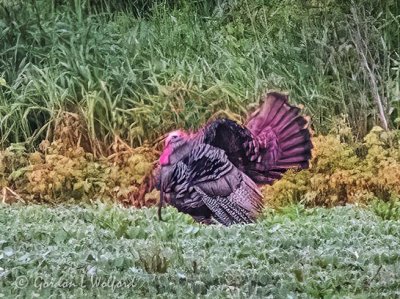 Wild Turkey Fanning Tail DSCN63701