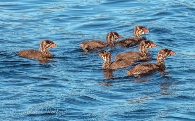 Six Juvenile Grebes DSCN63736