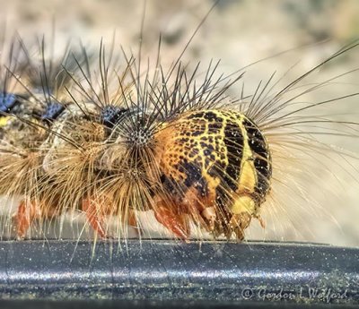 Gypsy Moth Caterpillar Head DSCN64059